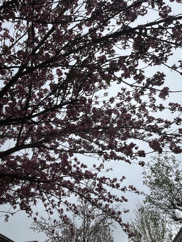 Blossom